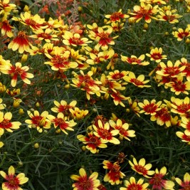 Gludas ( lot. Coreopsis verticillata) Firefly