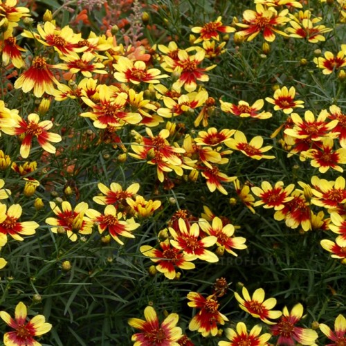 Gludas ( lot. Coreopsis verticillata) Firefly