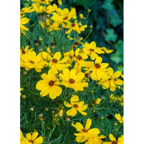 Gludas ( lot. Coreopsis verticillata) Imperial Sun