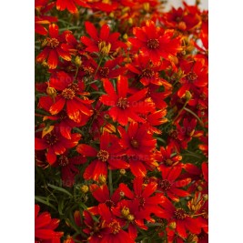 Gludas ( lot. Coreopsis verticillata) LAdybird