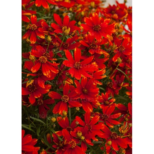 Gludas ( lot. Coreopsis verticillata) LAdybird