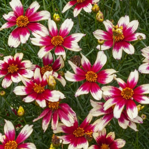 Gludas mentūrinis ( lot. Coreopsis verticilatta) Sunstar™ Rose