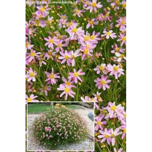 Gludas ( lot. Coreopsis rosea) American Dream