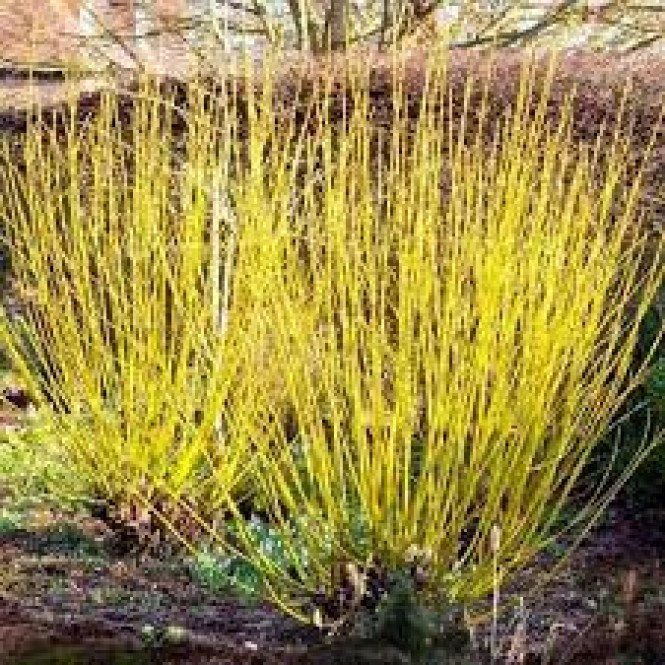 Sedula palaipinėi ( lot. Cornus sericea ) Flaviramea