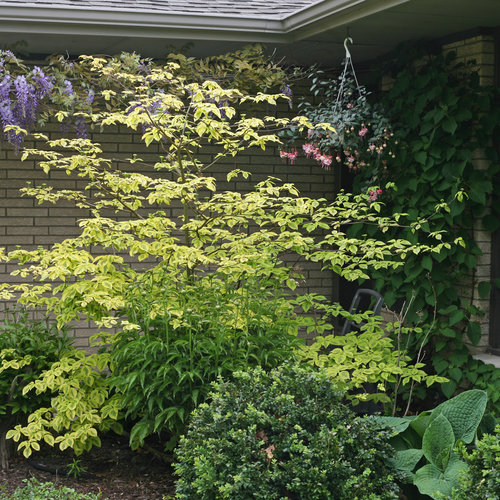 Sedula pražangialapė (Cornus alternifolia)  Golden Shadows