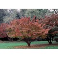 Sedula japoninė (lot. Cornus kousa )