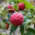 Sedula japoninė (lot. Cornus kousa )