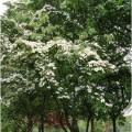 Sedula japoninė (lot. Cornus kousa ) Milky Way