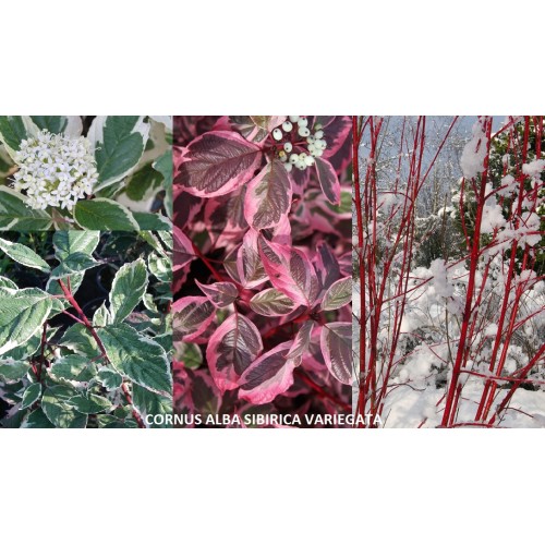 Sedula baltoji ( lot. Cornus alba) Sibirica Variegata