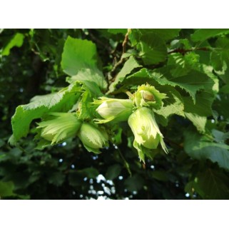 Lazdynas paprastasis ( lot. Corylus avellana)  Webba