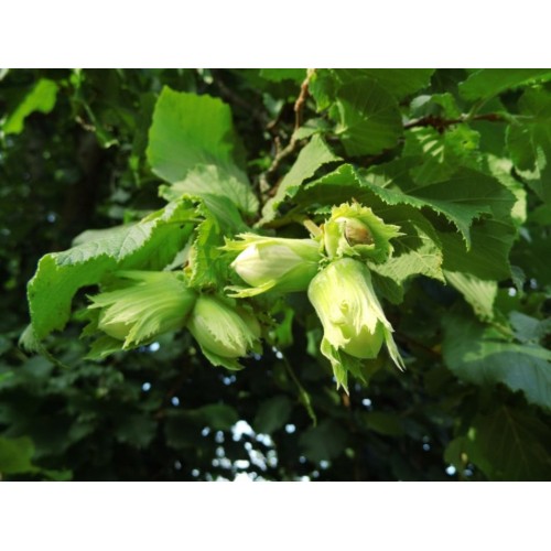 Lazdynas paprastasis ( lot. Corylus avellana)  Webba