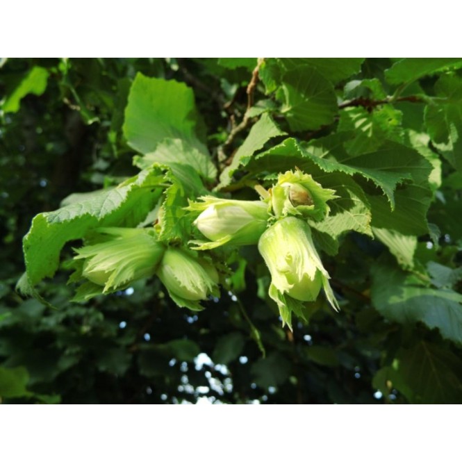 Lazdynas paprastasis ( lot. Corylus avellana)  Webba