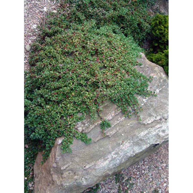 Kaulenis ( lot. Cotoneaster procumbens) Queen of Carpets