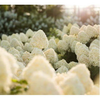 Hortenzija šluotelinė ( lot. Hydrangea paniculata) Living Cotton Cream