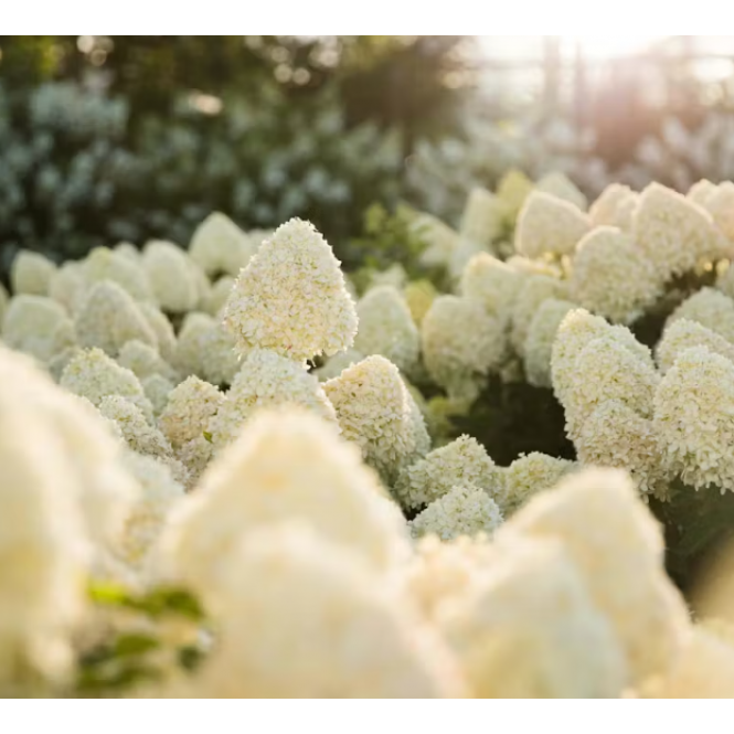 Hortenzija šluotelinė ( lot. Hydrangea paniculata) Living Cotton Cream