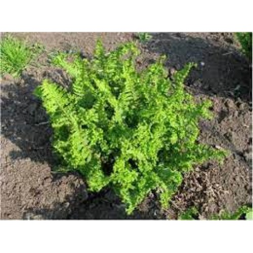 Papartis kelminis (lot. Dryopteris filixmas) Crispa Cristata