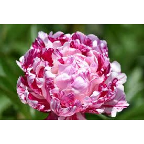 Bijūnas puikusis (lot. peonia lactiflora) Candy Stripe 2025 ruduo