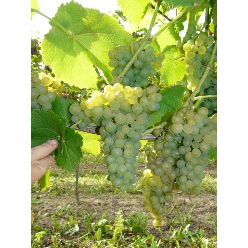 Vynuogė( lot. Vitis) Solaris