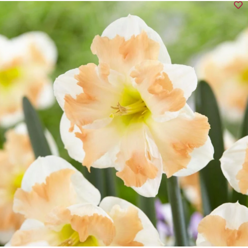 Narcizai ( lot. Narcissus)  Cum Laude, 20 vnt 2026 ruduo