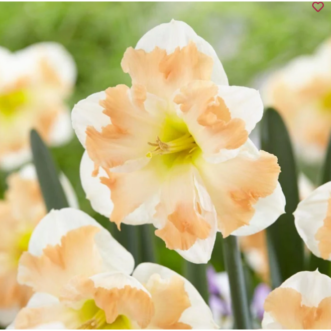 Narcizai ( lot. Narcissus) Cum Laude, 20 vnt 2026 ruduo Narcizai ( lot. Narcissus) Cum Laude, 20 vnt 2026 ruduo