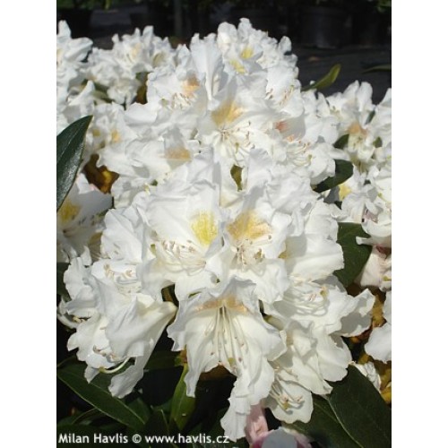 Rododendras ( lot. Rhododendron) Cunningham's White