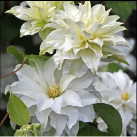 Raganė ( lot.Clematis) Maria Skłodowska-Curie