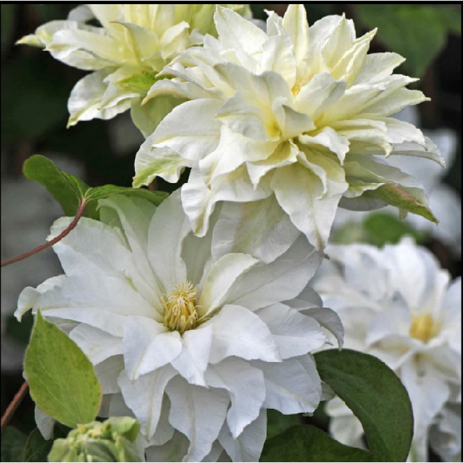 Raganė ( lot.Clematis) Maria Skłodowska-Curie