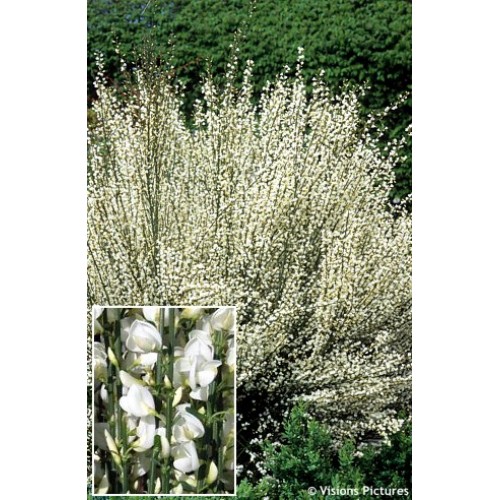 Raipstas šluotinis (lot. Cytisus coparius praecox ) Albus