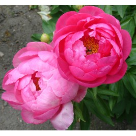 Bijūnas ( lot. peonia hybrida) Cytherea 2026 ruduo