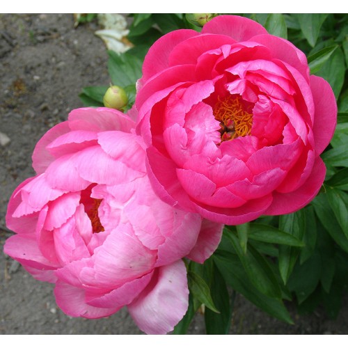 Bijūnas ( lot. peonia hybrida) Cytherea 2026 ruduo