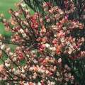 Raipstas šluotinis (lot. Cytisus coparius praecox ) Zeelandia