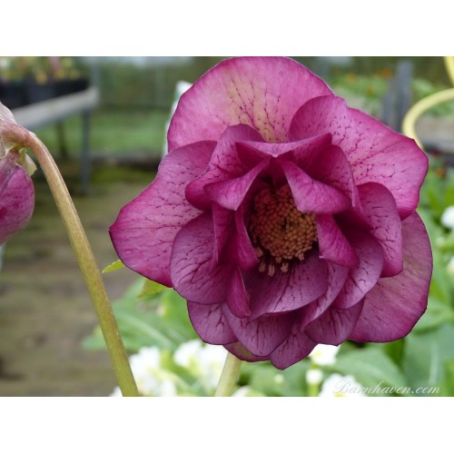 Eleboras rausvažiedis  ( lot. Helleborus orientalis)  Double Dark Pink