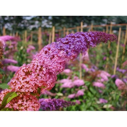 Budlėja ( lot. Buddleja davidii) Flower Power