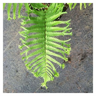 Papartis žvynuotasis (lot. Dryopteris affinis) Polydactyla Dadds