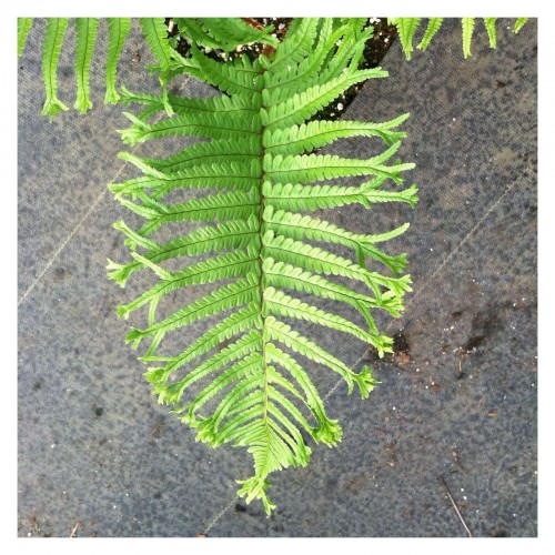 Papartis žvynuotasis (lot. Dryopteris affinis) Polydactyla Dadds