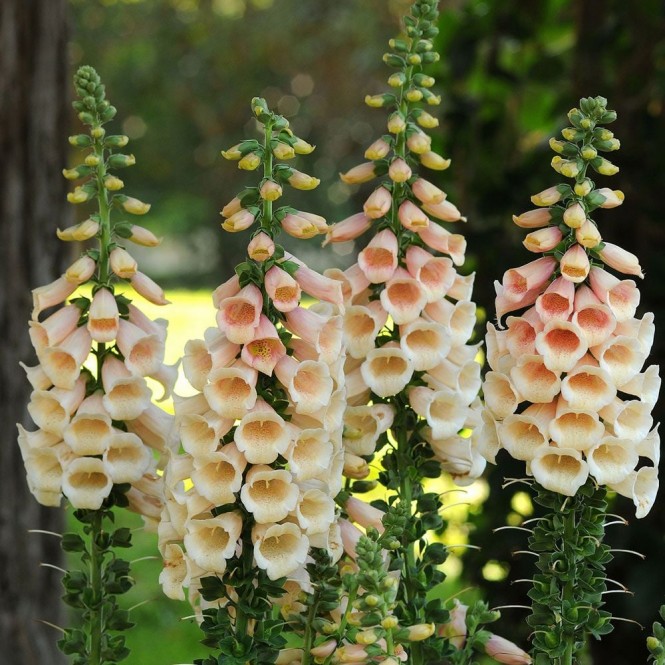 Rusmenė ( lot. digitalis purpurea) Dalmatian Peach