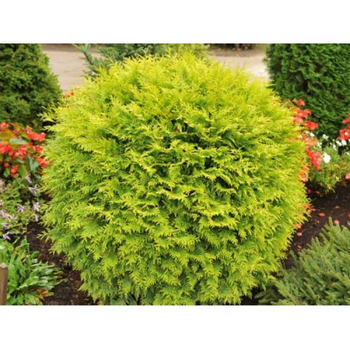 Tuja vakarinė ( lot. Tuja occidentalis) Danica Aurea