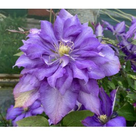 Raganė ( lot.Clematis) Daniel Deronda