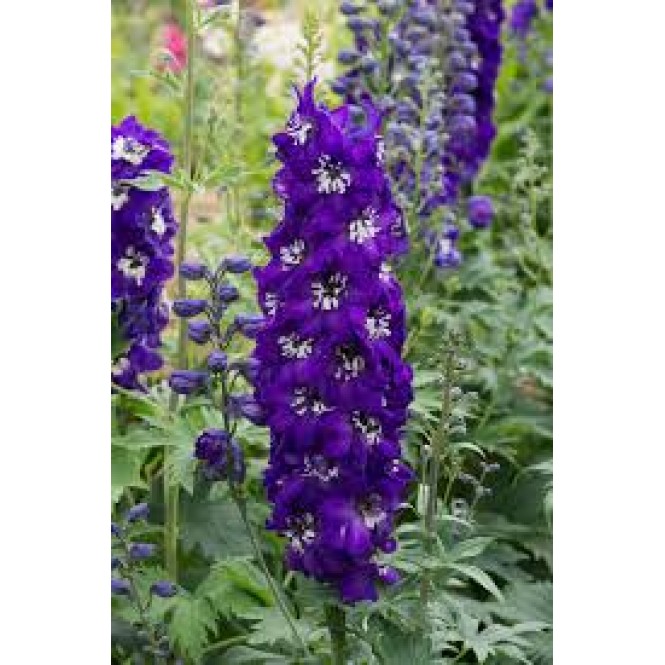 Pentinius didysis (lot. Delphinium elatum ) Magic Fountain Dark Blue White Bee