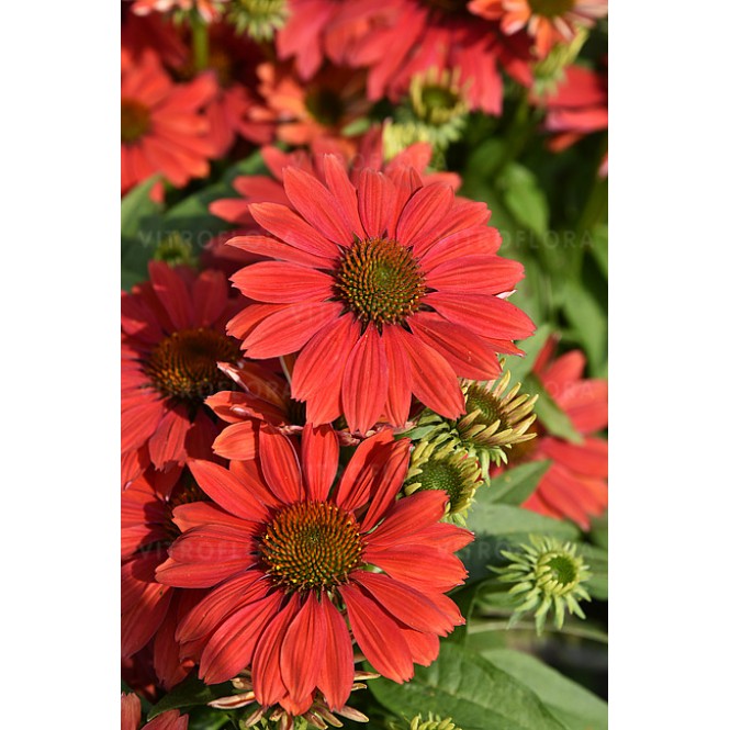 Ežiuolė (lot.Echinacea purpurea) Pearl Dark Orange Ežiuolė (lot.Echinacea purpurea) Pearl Dark Orange