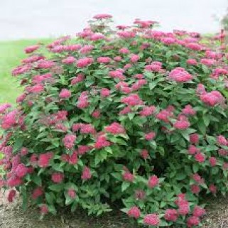 Lanksva japoninė ( lot. Spiraea japonica) Dart's Red