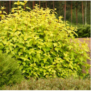 Pūslenis putinalapis ( lot.Physocarpus opulifolius ) Darts Gold
