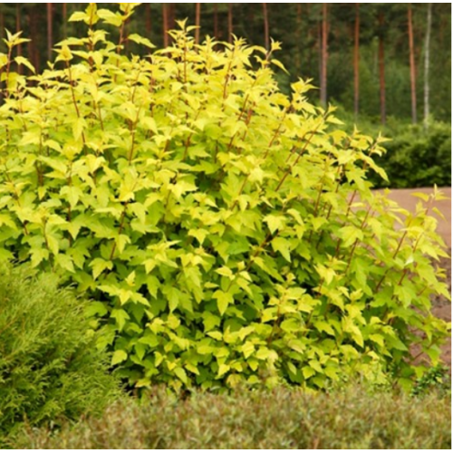 Pūslenis putinalapis ( lot.Physocarpus opulifolius ) Darts Gold