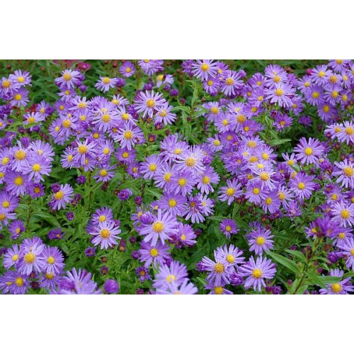 Astras virgininis ( lot. Aster novi - belgii) Dauerblau