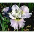 Vilkdalgis sibirinis  (lot. Iris sibirica) Dawn Waltz
