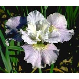 Vilkdalgis sibirinis  (lot. Iris sibirica) Dawn Waltz