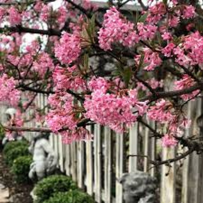 Putinas  ( lot. Viburnum bodnantense)  Dawn