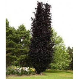 Bukas ( lot. Fagus sylvatica) Red Obelisk