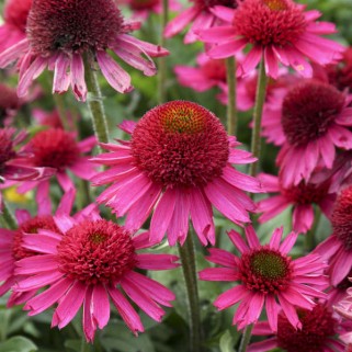 Ežiuolė rausvažiedė (lot.Echinacea purpurea) Delicious Candy