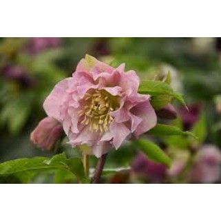 Eleboras rausvažiedis  ( lot. Helleborus orientalis)  Double Elen Pink